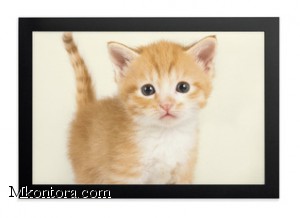   FOTOFRAME 10x15 Durable,4885-01